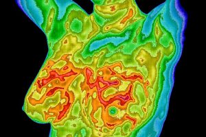 Chest thermogram